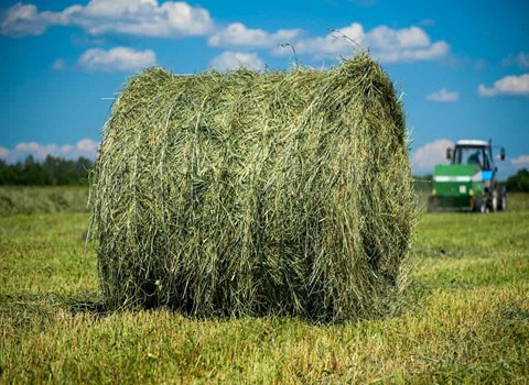 تصویر 4 از قیمت خرید خوراک دام تبریز + فروش ویژه